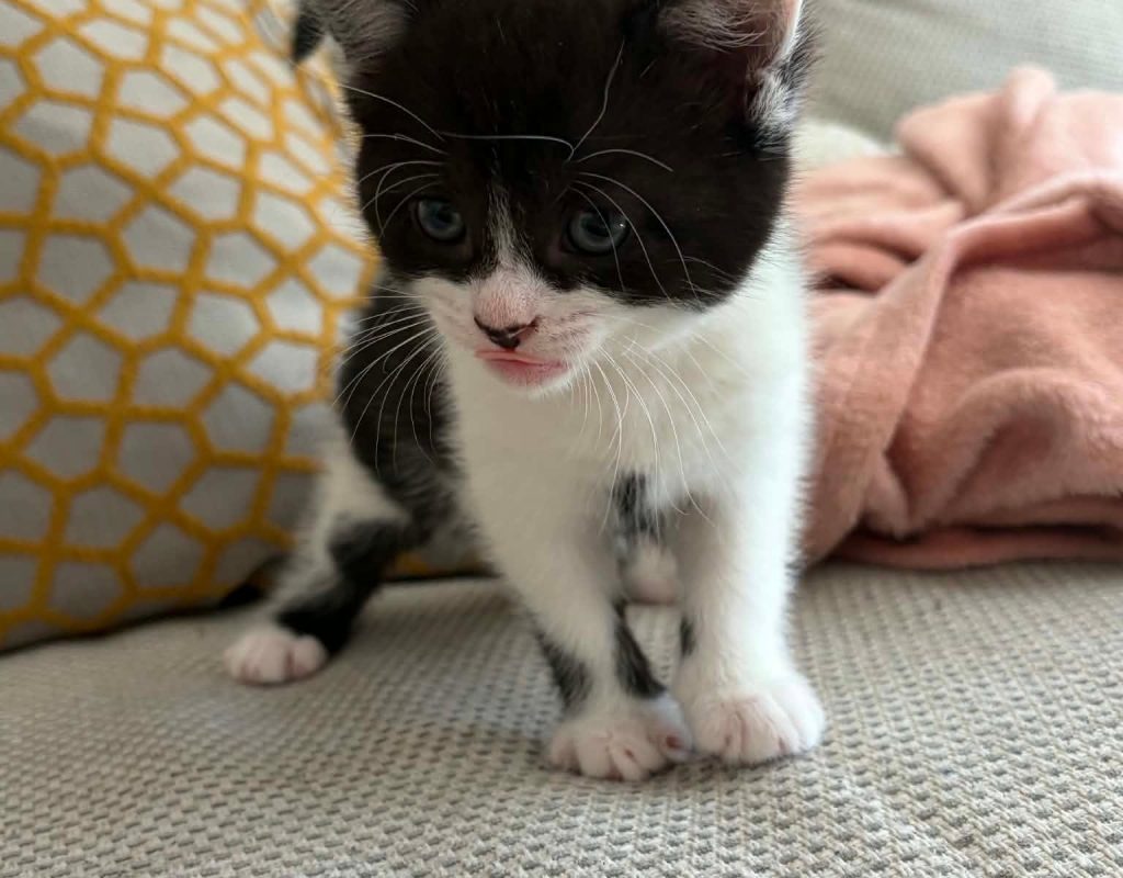 Charlie